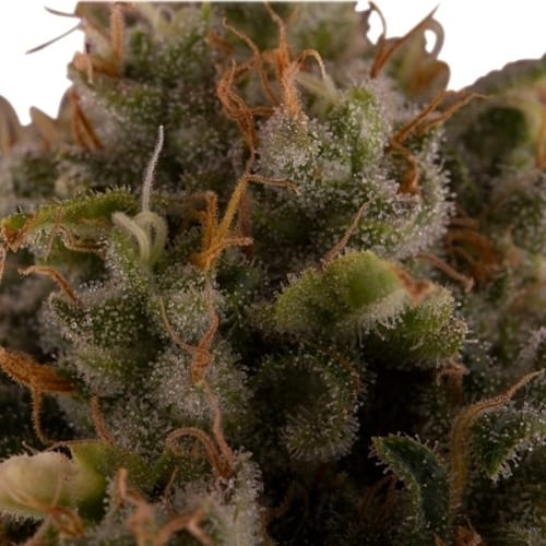 Royal Moby cannabis seeds – Suited for indoor growing – Feminized – Appetite Stimulant – image 3 from Seed City