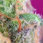 Image 2 of S.A.D. (Sweet Afghani Delicious) cannabis by Sweet Seeds – Musky – Indoor – 12/12 Photoperiod – Seed City
