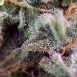 S.A.D. (Sweet Afghani Delicious) by Sweet Seeds – 12/12 Photoperiod – Indica-heavy – Indoor – image 3 – Seed City