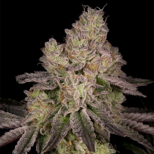 showing 12/12 Photoperiod – Regular – Suited for indoor growing – image 4 – Seed City