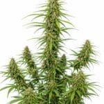 Seed City Durban Poison
