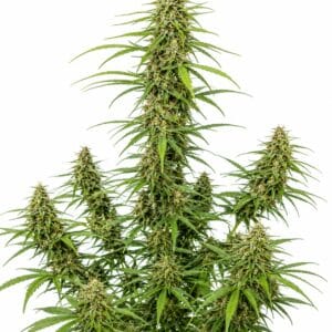 Seed City Durban Poison