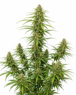 Durban Poison