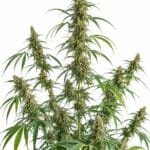 Neville's Haze Seed City Plant