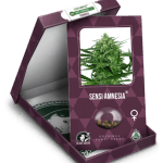 Sensi Amnesia by Sensi Seeds – Guaranteed female plants – Outdoor cultivation – 12/12 Photoperiod – image 2 – Seed City