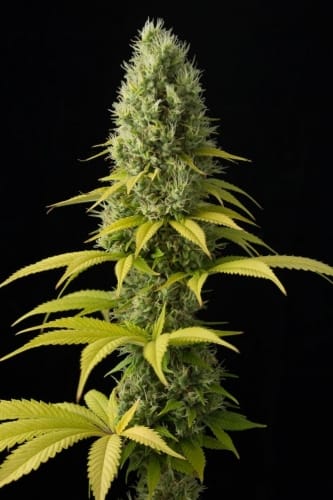 High CBD – 12/12 Photoperiod – Large yield – Shark Shock CBD strain – image 4 – from Dinafem Seeds via Seed City