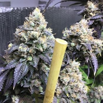 Sherb Biker cannabis seeds – Regular – Berry – 12/12 Photoperiod – image 7 from Seed City