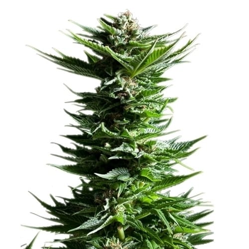 Shining Silver Haze cannabis seeds – The End of October – Indoor – Sweet – image 2 from Seed City