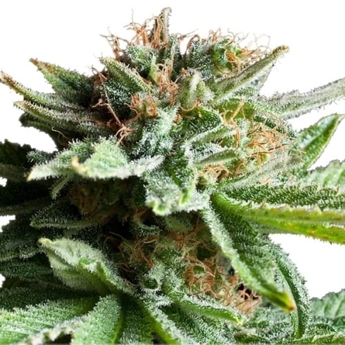 Image 3 of Shining Silver Haze cannabis by Royal Queen Seeds – Sativa-leaning – Large yield – Super Strength – Seed City