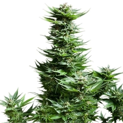 Shining Silver Haze from Royal Queen Seeds