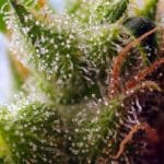 Skywalker OG Runtz XL Auto cannabis seeds – Spicy – Feminized – Auto-Flowering – image 2 from Seed City