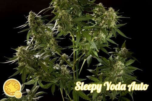 showing Woodsy – Feminized – Good for outdoor grow – image 3 – Seed City