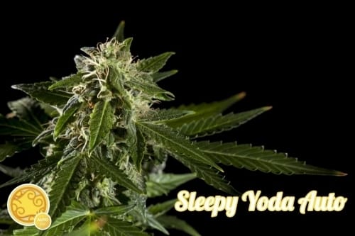 Sleepy Yoda Auto from Philosopher Seeds