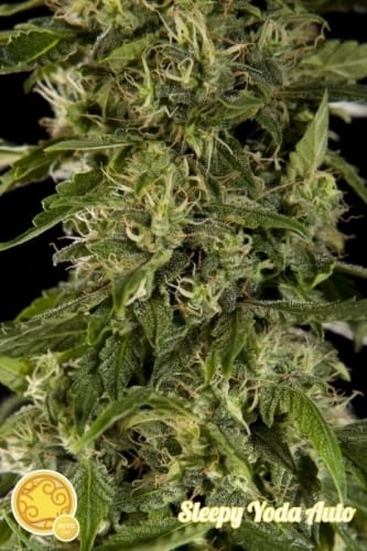 showing Auto-Flowering – Woodsy – Narcotic – image 4 – Seed City