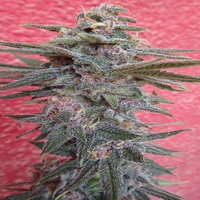 Snow Moon from Ace Seed bank