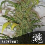 Snowryder cannabis seeds – Auto-Flowering – Suited for indoor growing – Short (up to 80cm) – image 3 from Seed City