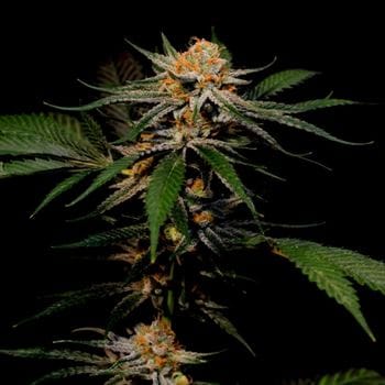 Solero from Original Dampkring Genetics