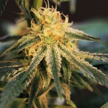 Solero by Original Dampkring Genetics – Outdoor – 12/12 Photoperiod – Mostly Indica – image 3 – Seed City