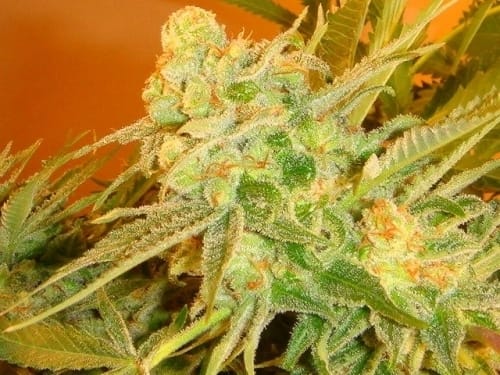 Sonic Fly cannabis seeds – Greenhouse – Regular – The End of October – image 3 from Seed City