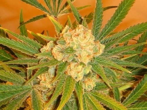 Image 4 of Sonic Fly cannabis by Mosca Seeds – The End of October – 12/12 Photoperiod – Greenhouse – Seed City