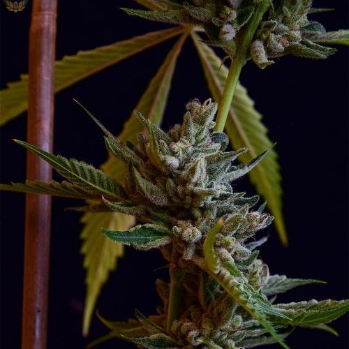 showing Gassy – Regular – 12/12 Photoperiod – image 1 – Seed City