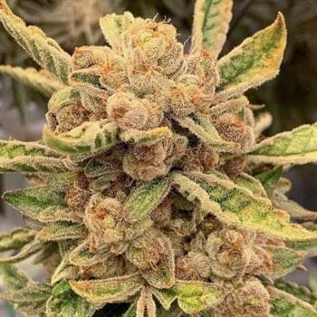 Sour Cuntz from Conscious Genetics