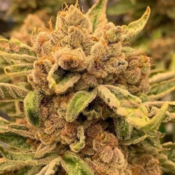 showing 12/12 Photoperiod – Indoor – Guaranteed female plants – image 2 – Seed City