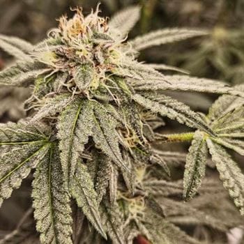 Sour Cuntz from Conscious Genetics