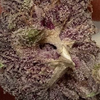showing Gassy – Guaranteed female plants – Indoor – image 3 – Seed City