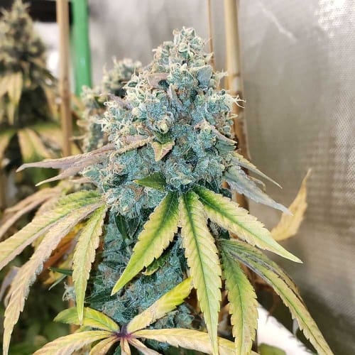 Sour Fire Tahoe cannabis seeds – Regular – 12/12 Photoperiod – High Yielding – image 2 from Seed City