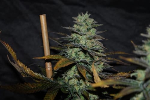 Image 7 of Sour Leda cannabis by Karma Genetics – Citrus – Outdoor – 12/12 Photoperiod – Seed City