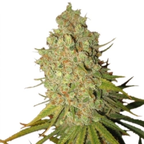 Special Kush #1 from Royal Queen Seeds