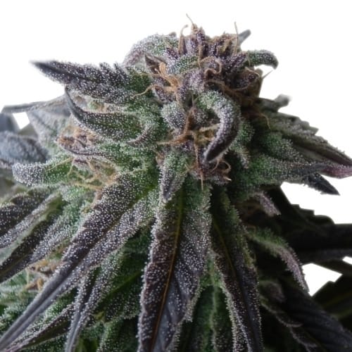 Special Queen #1 cannabis seeds – Guaranteed female plants – Tall (140cm plus) – High Yielding – image 4 from Seed City