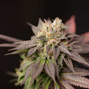Spritz by Perfect Tree Seeds – Fuel – Indoor-friendly – 12/12 Photoperiod – image 2 – Seed City