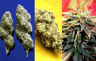 Image 3 of Star Gazer cannabis by Delta 9 Labs Seeds – 12/12 Photoperiod – Indica-heavy – Minty – Seed City
