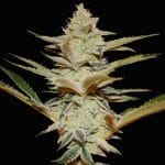 Stracciatella by TH Seeds – Mostly Sativa – Guaranteed female plants – Tall (140cm plus) – image 3 – Seed City