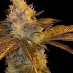 showing Tall (140cm plus) – Good for outdoor grow – 12/12 Photoperiod – image 4 – Seed City