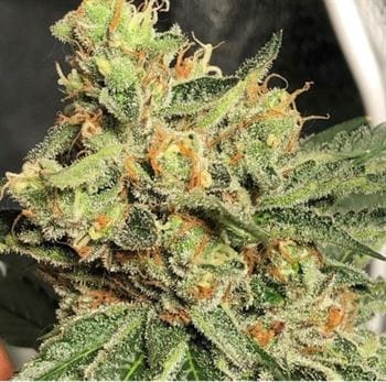 showing Spicy – Regular – Outdoor cultivation – image 3 – Seed City