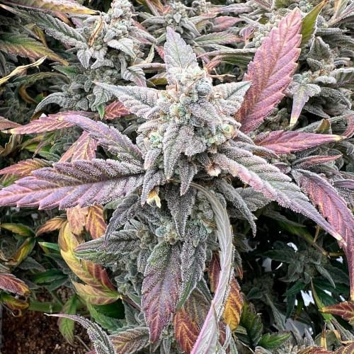 Strawberry Milk and Qookies Remix Auto cannabis – image 4 – Seed City