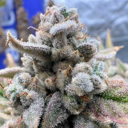 Strawberry Milk and Qookies Remix Auto cannabis – image 3 – Seed City