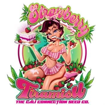 Strawberry Tiramisu cannabis seeds – 50% Indica/50% Sativa – Strawberry – 12/12 Photoperiod – image 2 from Seed City