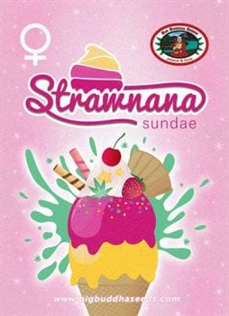 Strawnana Sundae from Big Buddha Seeds