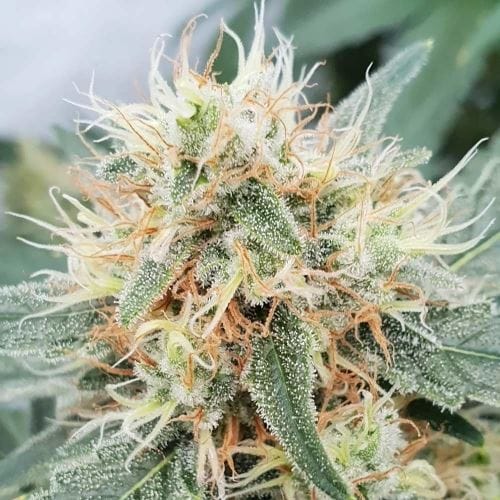 Stromboli Auto by Paradise Seeds – Outdoor – Sweet – 50% Indica/50% Sativa – image 2 – Seed City