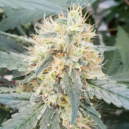 Stromboli Auto cannabis seeds – Outdoor – Super Strength – Sweet – image 3 from Seed City
