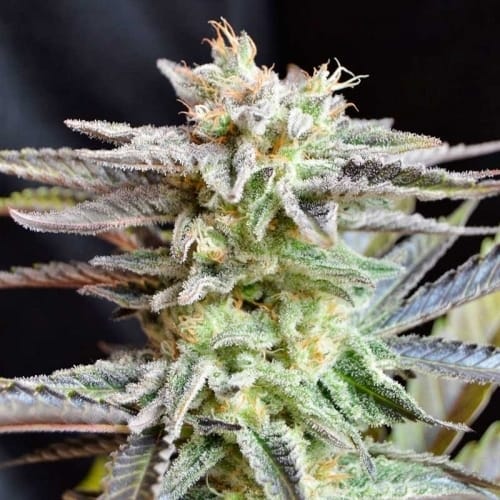 Sugar Black Rose cannabis seeds – Indica-heavy – Suited for indoor growing – 12/12 Photoperiod – image 2 from Seed City