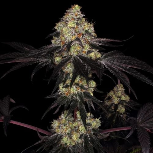 Sunset Paradise from Paradise Seeds