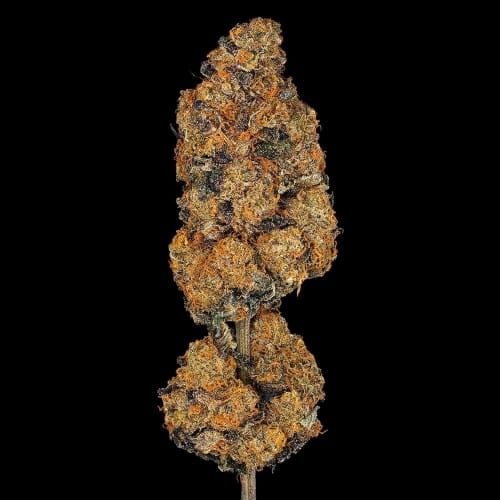 showing 12/12 Photoperiod – Relaxing – Female seeds – image 2 – Seed City