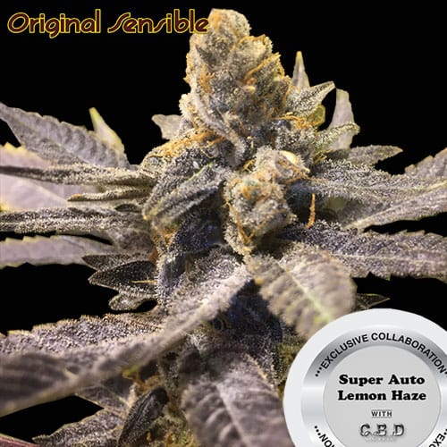 Super Auto Lemon Haze by Original Sensible Seeds – Auto-Flowering – Feminized – Happy – image 2 – Seed City