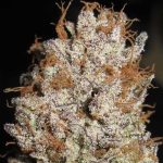 Super Silver Mandarin from Ultra Genetics