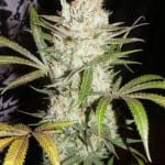 Sweet Tea cannabis seeds – 12/12 Photoperiod – Euphoric – Regular – image 3 from Seed City